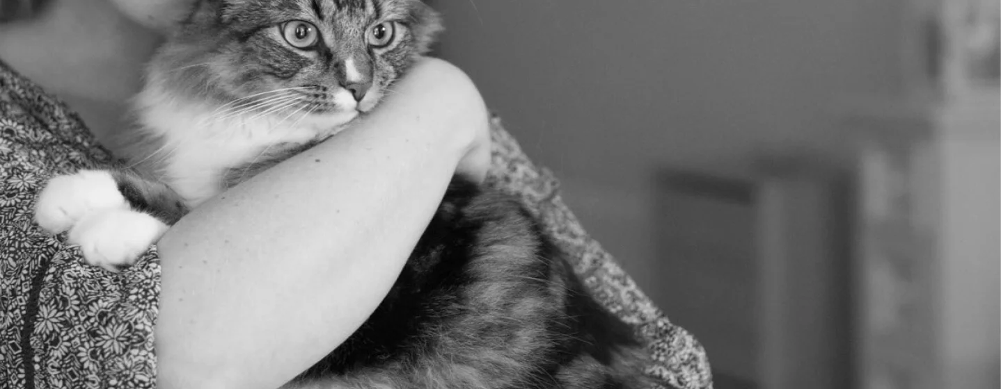 Happy Cats, Harmonious Homes